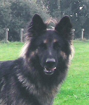 Crufts Obedience 07